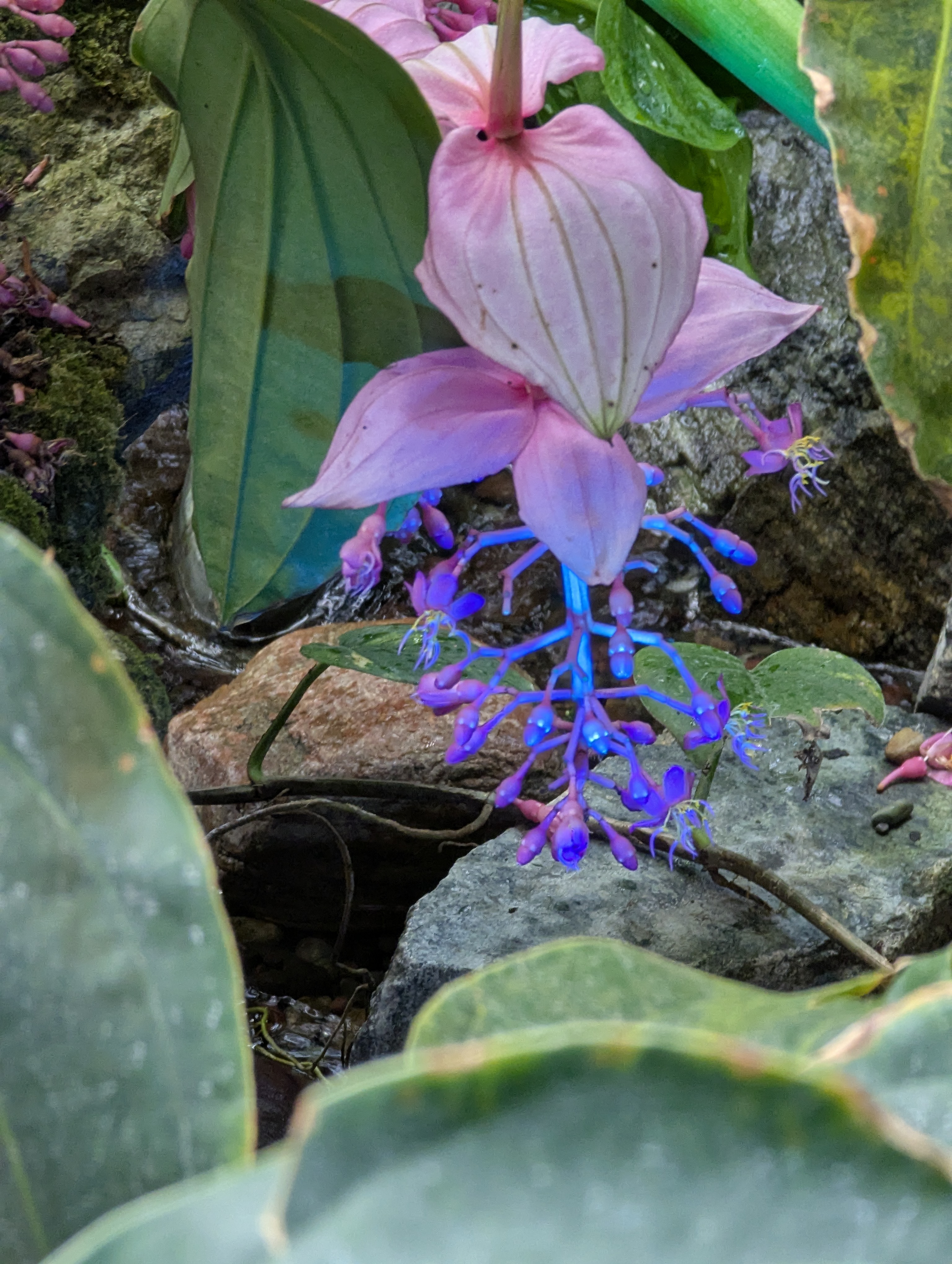 Birthday Trip to Canada, Edmonton, Pyramids, Muttart Observatory